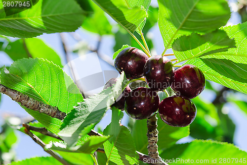 Image of Ripe juicy vinous cherry big berries