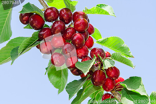 Image of Branch of cherry tree with ripe tasty sweet berries