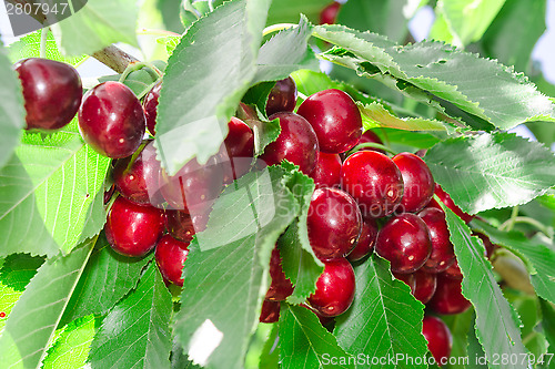 Image of Tasty sweet cherry berry in lush leafage