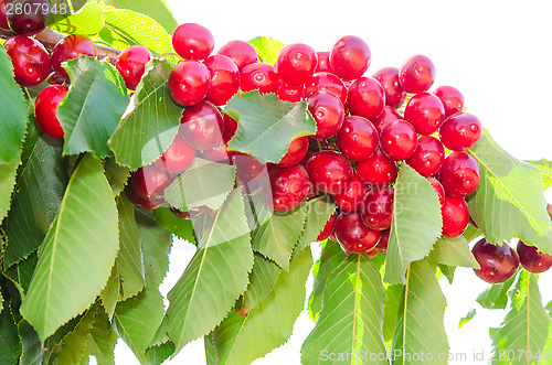 Image of Bunches of ripe sweet cherry juicy berries