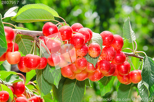 Image of Sunlit ripe white rainier cherry sweet juicy berry