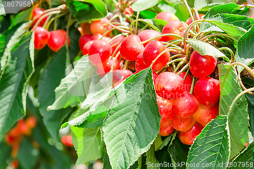 Image of Many beautiful rainier cherries berries shiny bunches