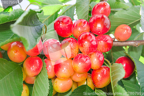Image of Vivid rainier white cherry berry