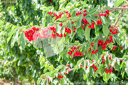 Image of Cherry berry tree in orchard