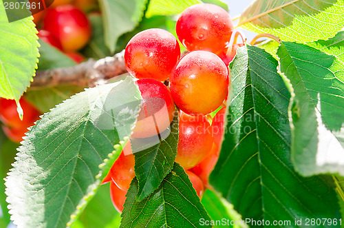 Image of Ripe juicy sweet rainier cherry white berry fruits