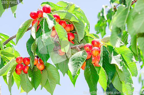 Image of Vibrant white rainier cherry berry bunches