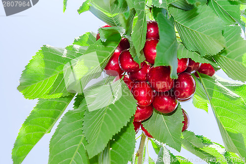 Image of Branch of cherry tree against blue sky