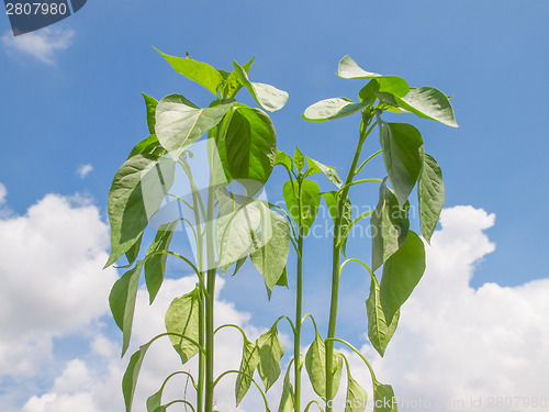 Image of Plug pepper plant