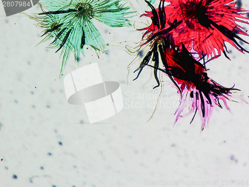 Image of Apple micrograph