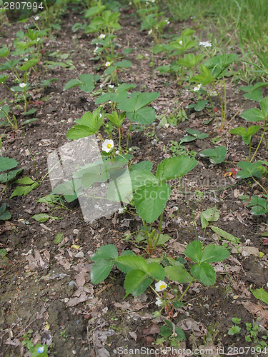 Image of Strawberry field