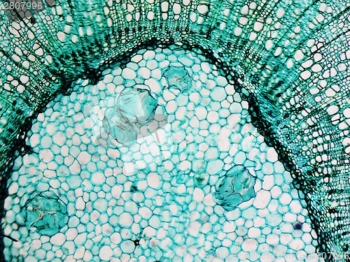 Image of Pine Wood micrograph