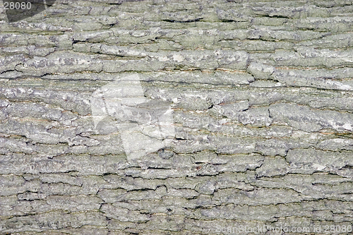 Image of Linden bark