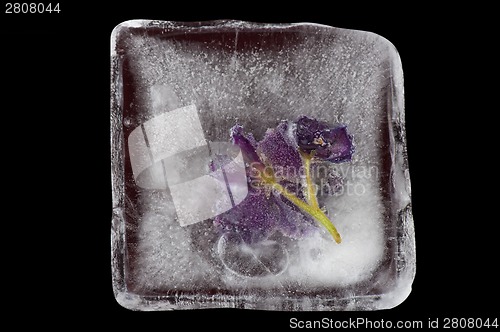 Image of violet flowers frozen at ice