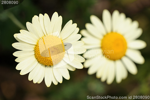 Image of White Matricaria flowers on the meadow.