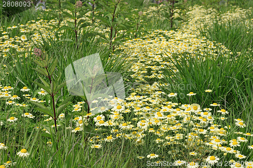 Image of White daisy flowers on the meadow.