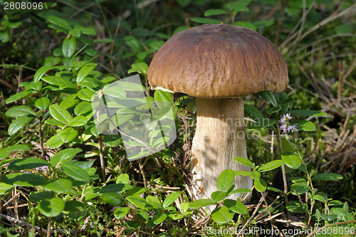 Image of Boletus edulis