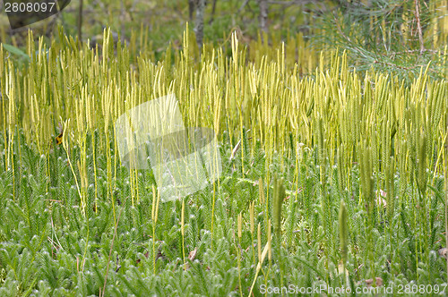 Image of Lycopodium clavatum