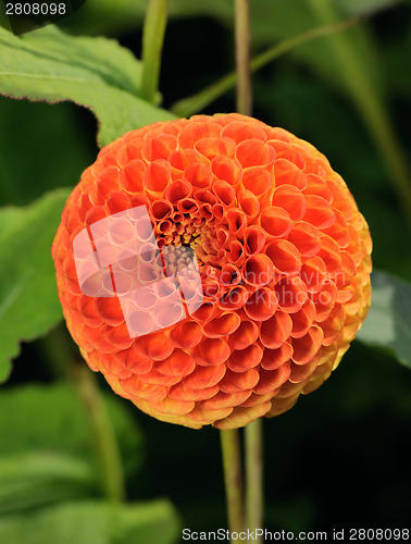 Image of Tangerine dahlia