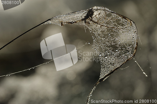 Image of Drops of dew on a spider web 