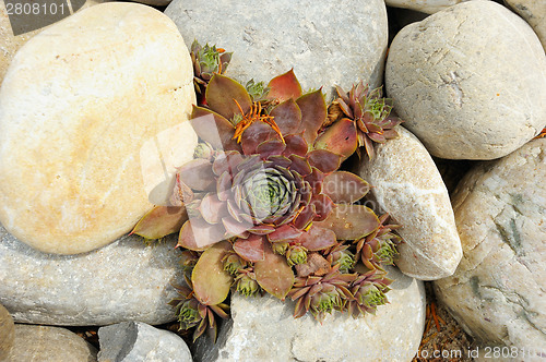 Image of Plant houseleeks among the rocks 