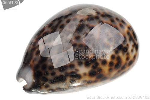 Image of shell