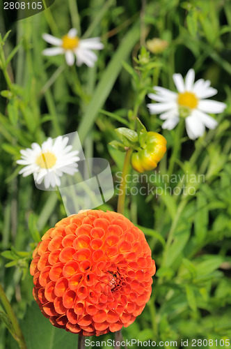 Image of Tangerine dahlia