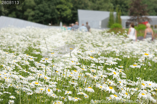 Image of White daisy flowers on the meadow.