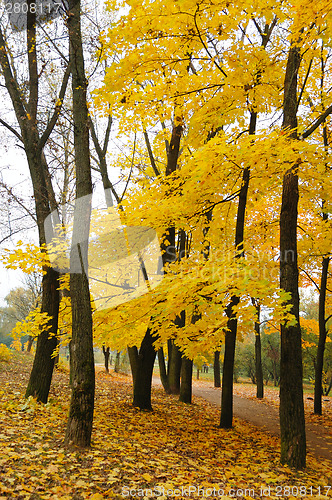 Image of Autumn 