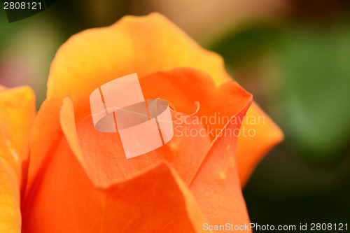 Image of Unopened orange rose bud