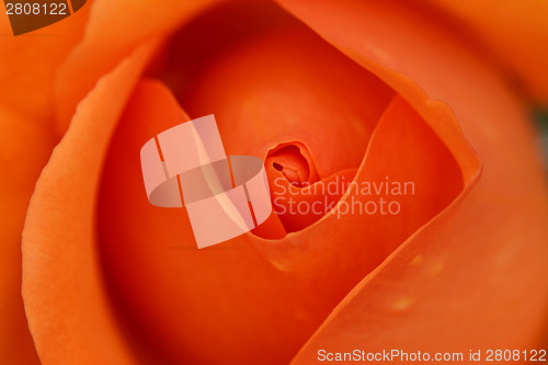 Image of Orange rose bud