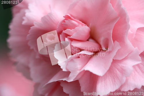Image of Pale pink carnation 