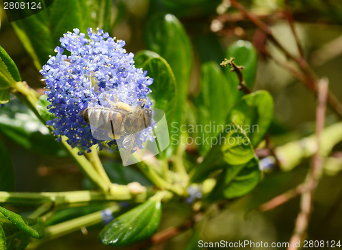 Image of Honey bee exploring a blue ceanothus flower 