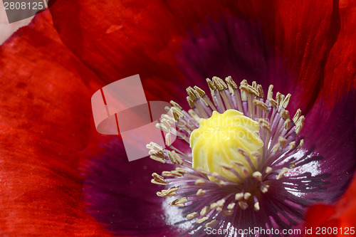 Image of Deep red poppy bloom