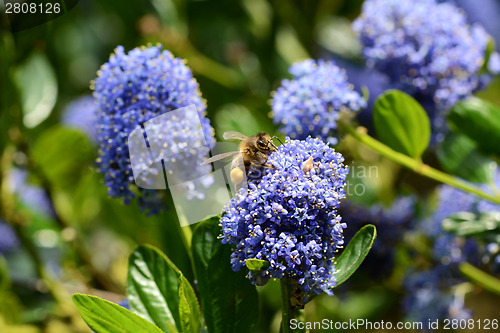 Image of Honeybee collecting pollen on a ceanothus