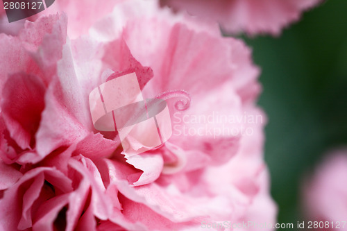 Image of Abstract of pink carnation petals 