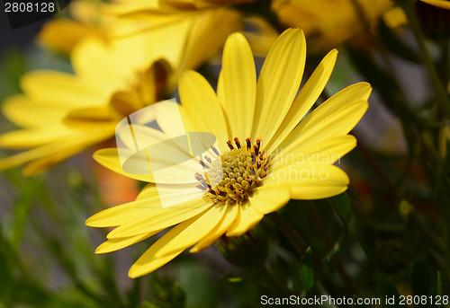 Image of Yellow African daisy flower