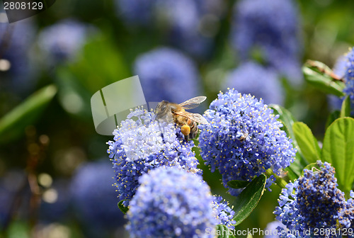 Image of Honeybee with full corbiculae