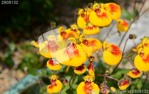 Image of Calceolaria flowers