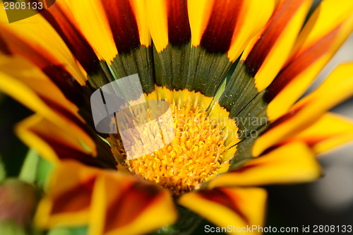 Image of Red and yellow gazania flower