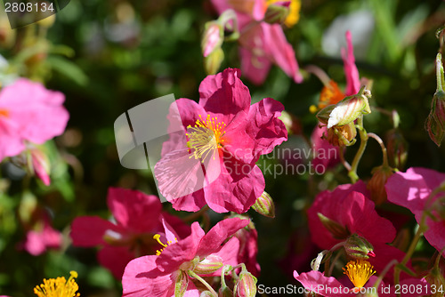 Image of Pink helianthemum
