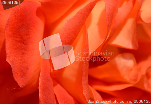 Image of Abstract rose petals