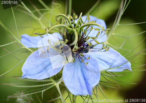 Image of Nigella (Love in a Mist) flower 