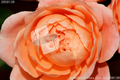 Image of Rose coming into bloom