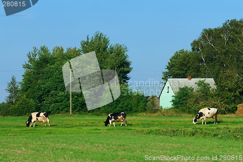 Image of Cows