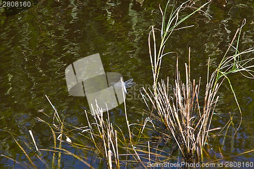 Image of dragonfly