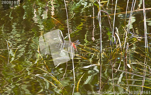 Image of dragonfly