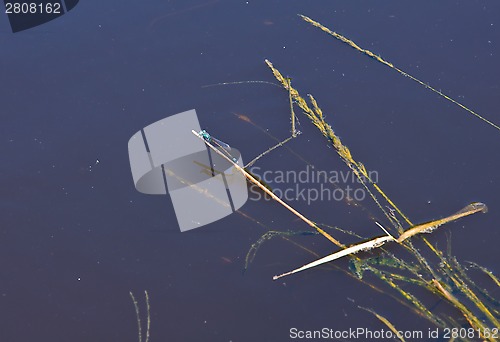 Image of dragonfly