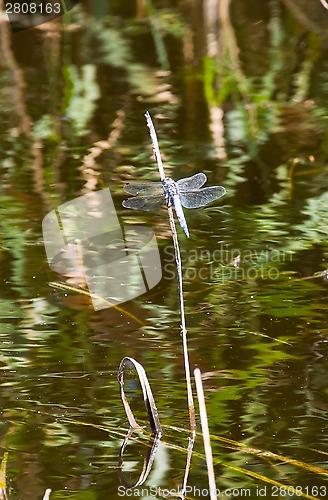 Image of dragonfly