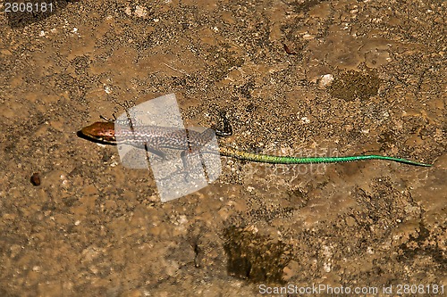 Image of small lizard