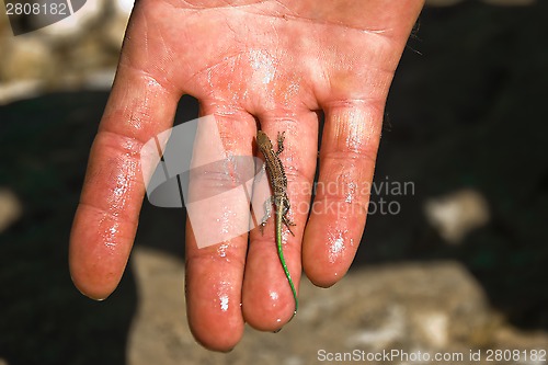 Image of small lizard